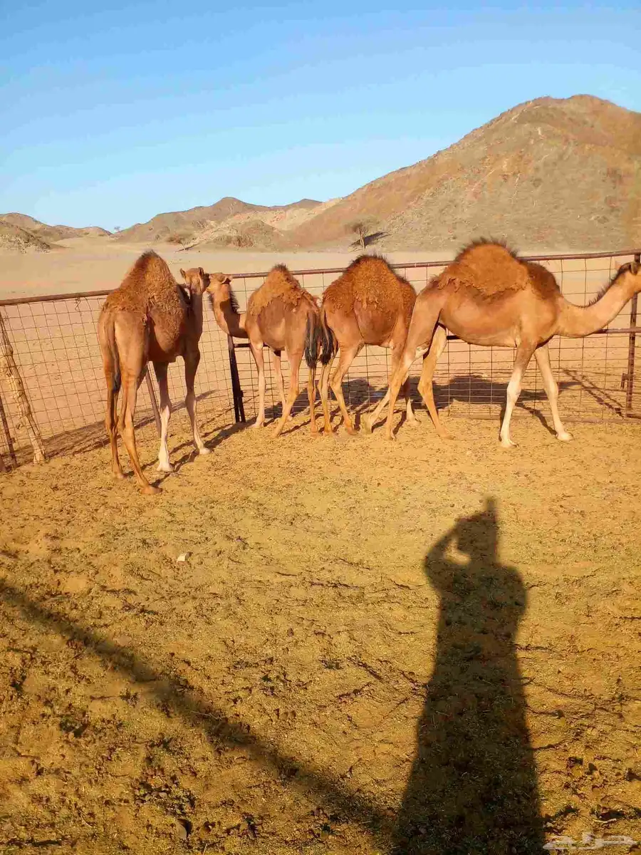 3بكار وقعود للبيع العمر من8الى 9شهور موقعهن املج 2