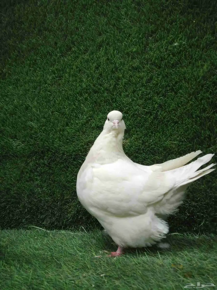 فرش موندين 1