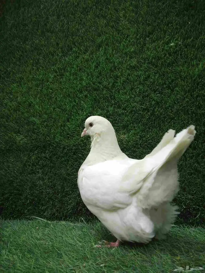 فرش موندين 0