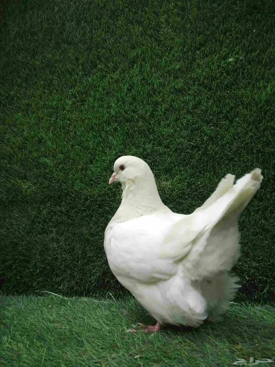 فرش موندين 0