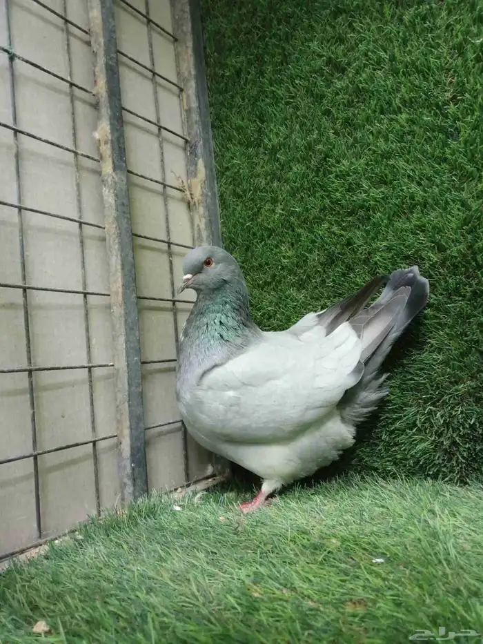 فرش موندين 7