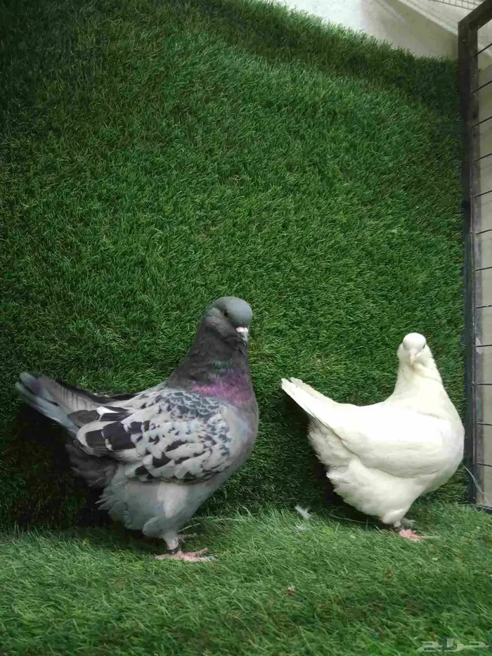 فرش موندين 3