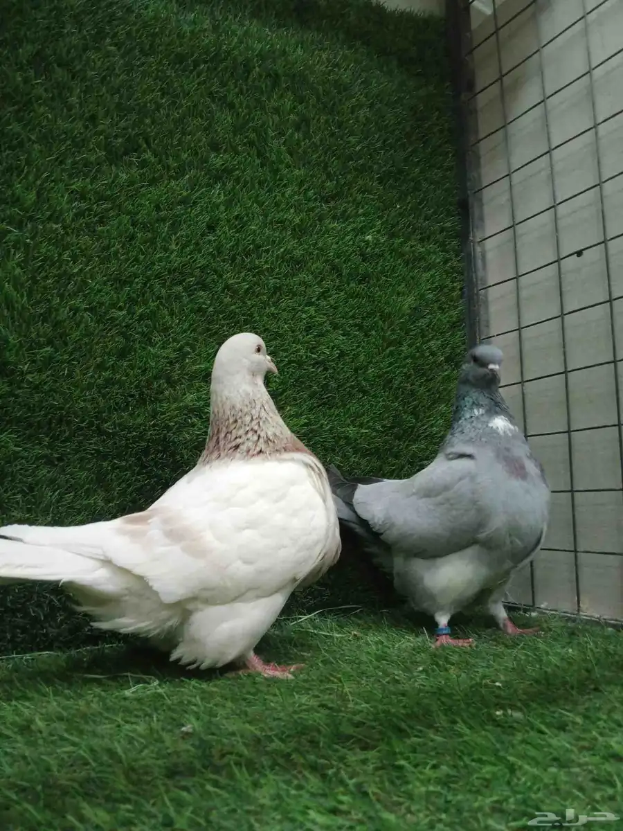 فرش موندين 8