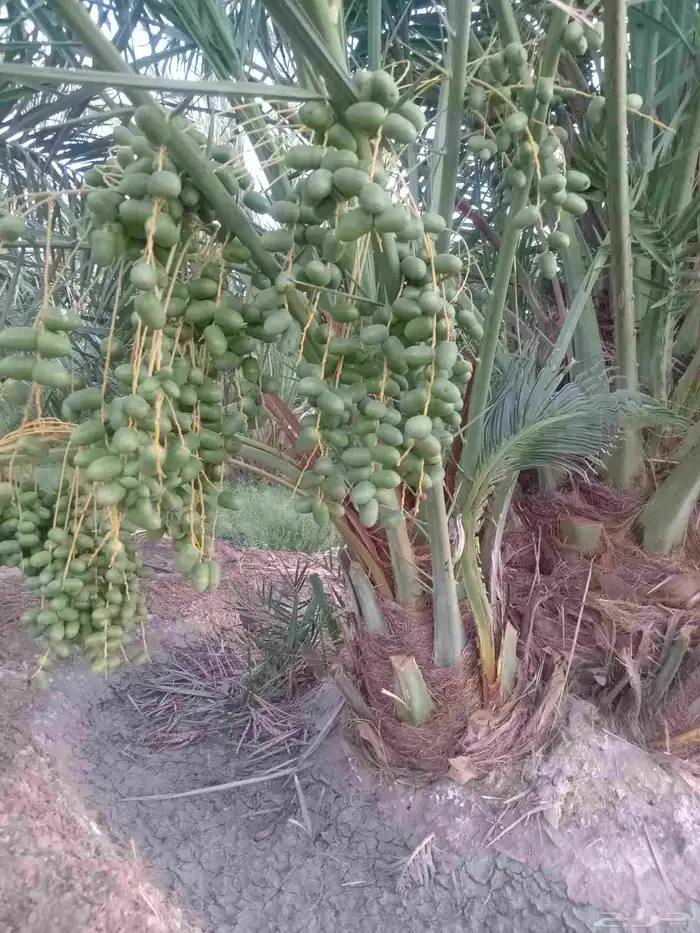 نخل مثمر 7