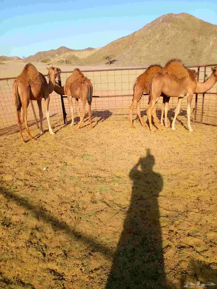 حشو 3بكاروقعود للبيع العمر من8الى 9شهور موقعهن املج 1