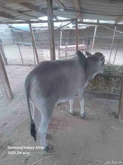 حسيل بلدي شرط لباني 0