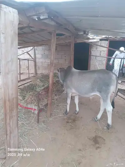 حسيل بلدي شرط لباني 4