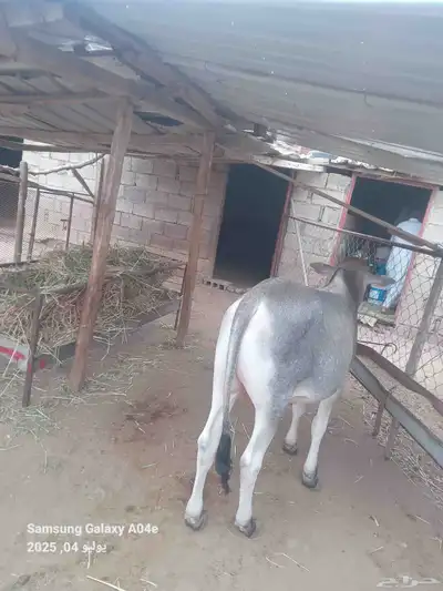 حسيل بلدي شرط لباني 3