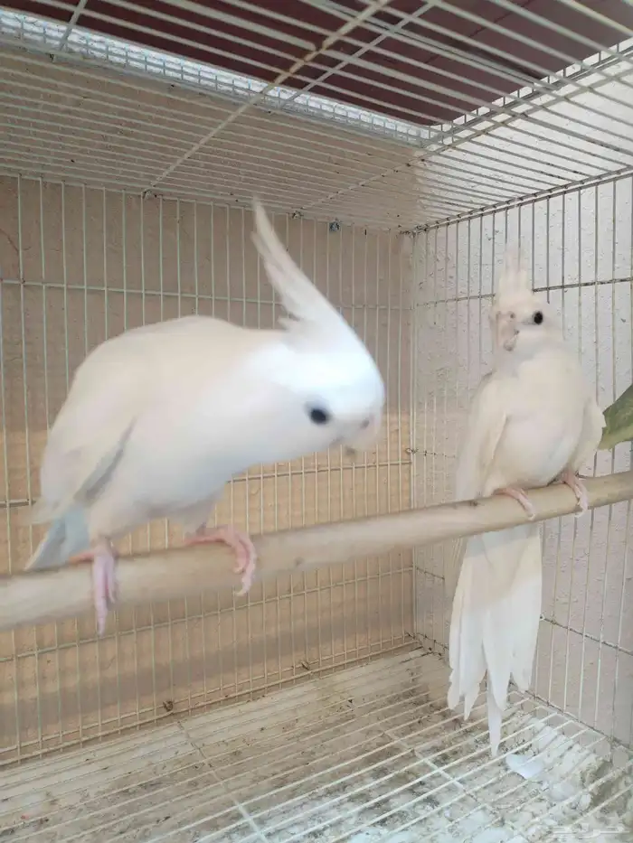 جوز كروان البينو 1