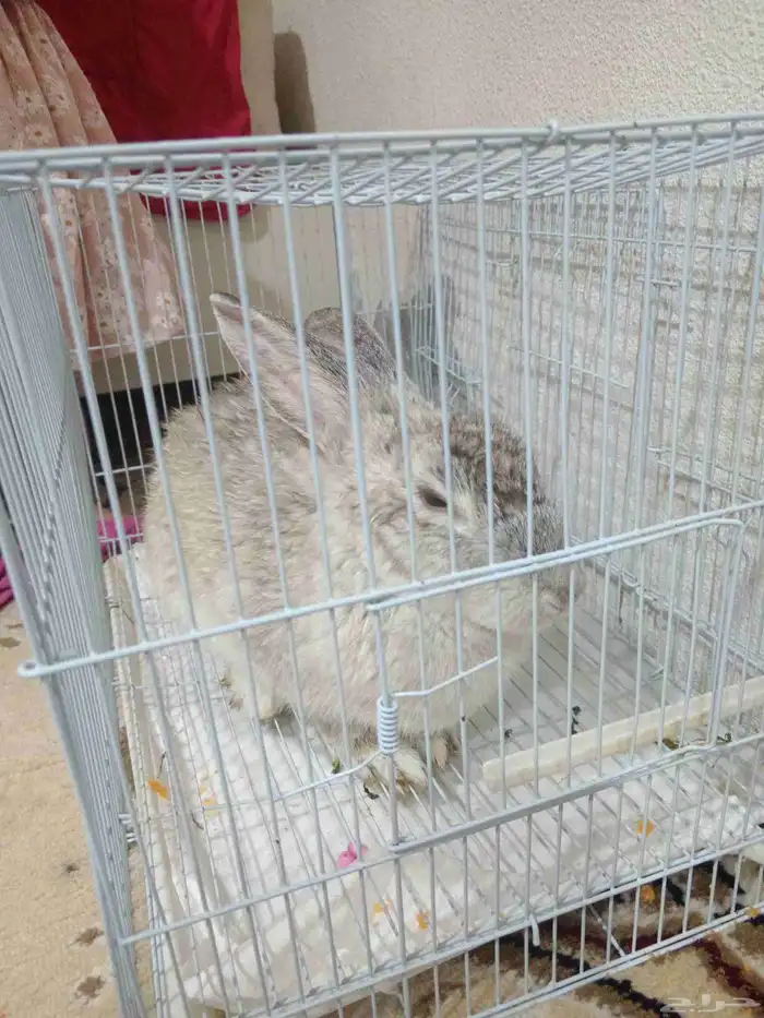 أرنب شانشيلا للبيع السعر 100 2