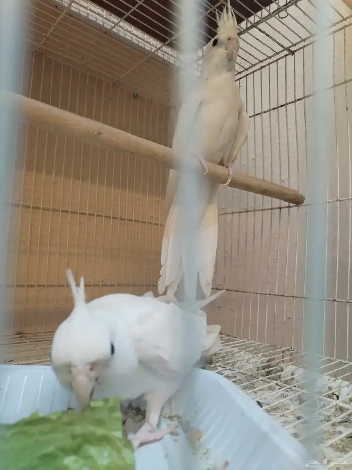 جوز كروان البينو 0