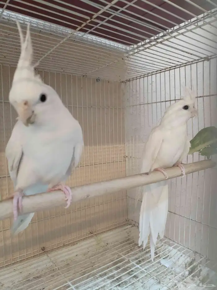 جوز كروان البينو 2