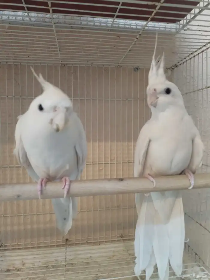 جوز كروان البينو 3