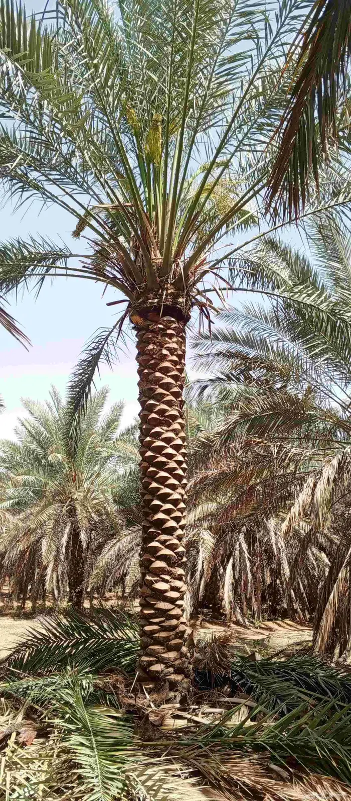 تكريب وتنظيف وشذاب نخل العربي ول واشنطونيا وتغيير 1