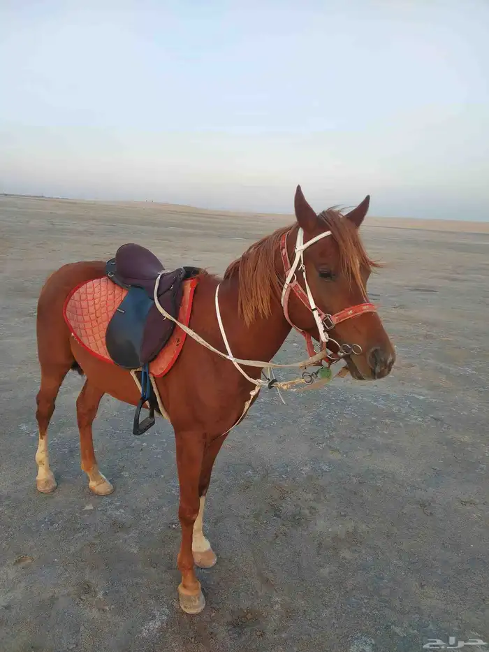 تأجير الخيول والسياسى والجمال وعربات الحنطور والسندريلا 1