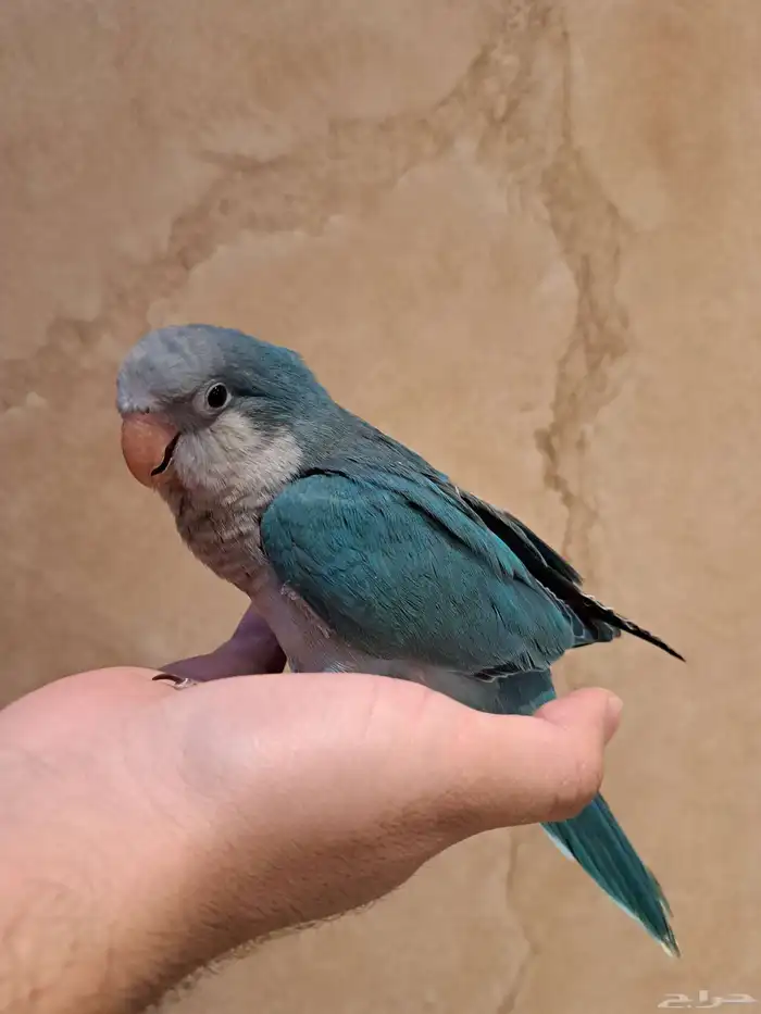 فرخ كويكر أزرق تم البيع 0