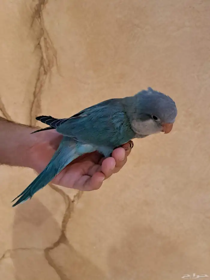 فرخ كويكر أزرق تم البيع 1