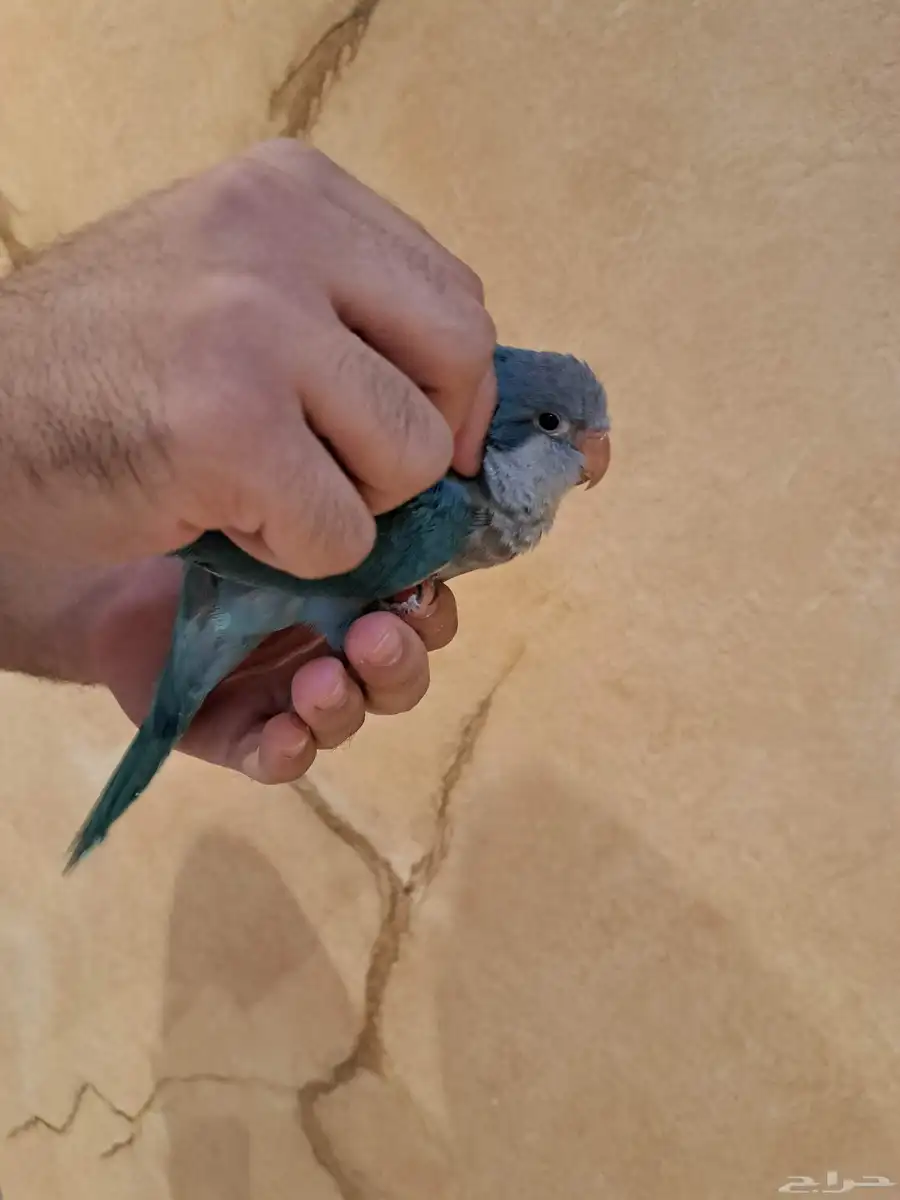 فرخ كويكر أزرق 2