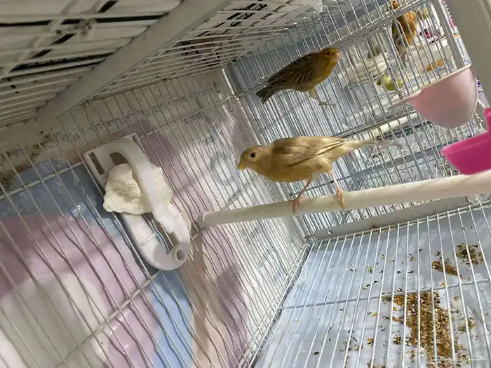 ازواج كناري منتجه 5