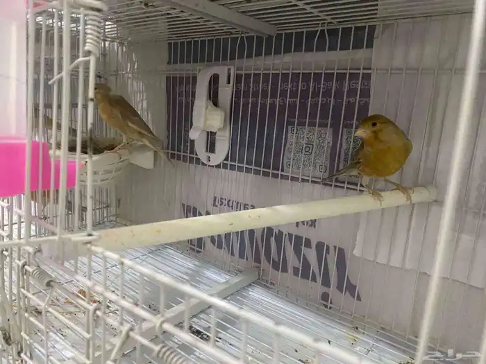 ازواج كناري منتجه 4