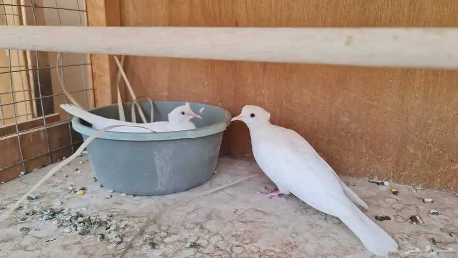 طيور الياكريم 2