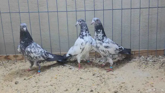 قطع بكستانيات نخب اول 5