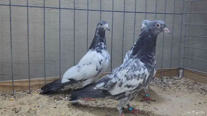 قطع بكستانيات نخب اول 4