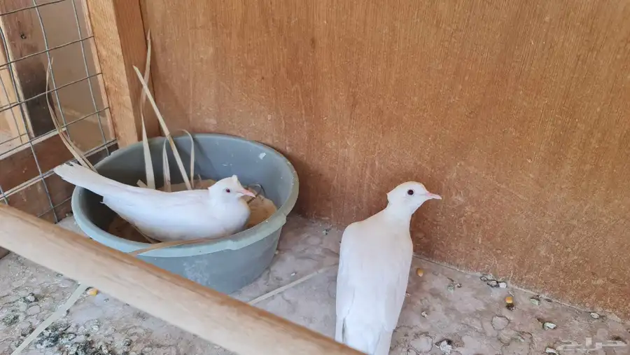 طيور الياكريم 4