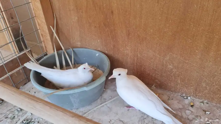 طيور الياكريم 3