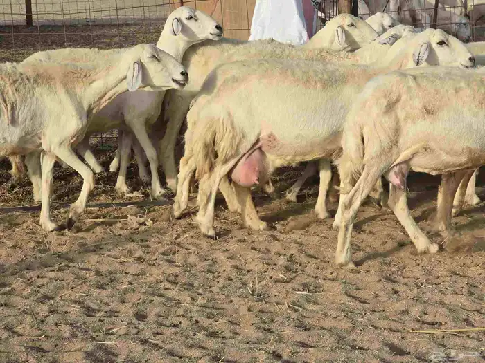 غنم خلفات 5