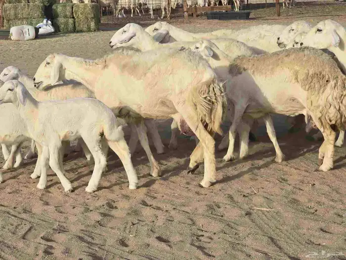 غنم خلفات 8