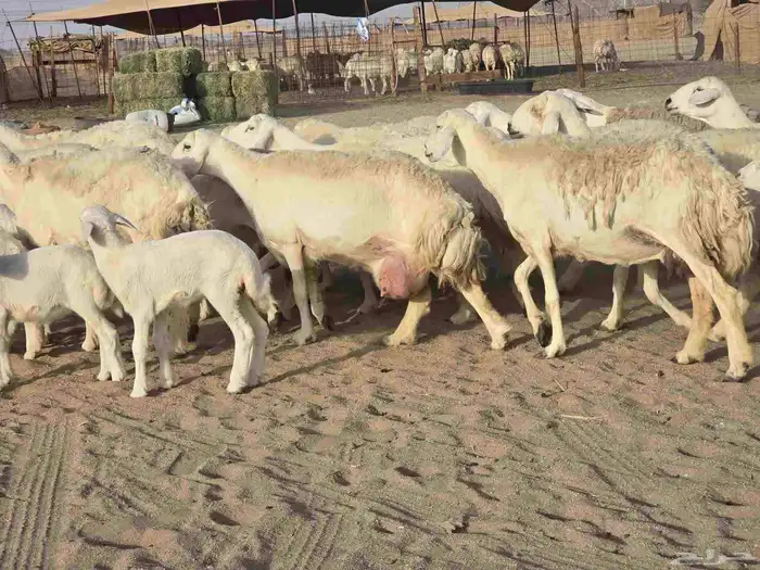 غنم خلفات 1