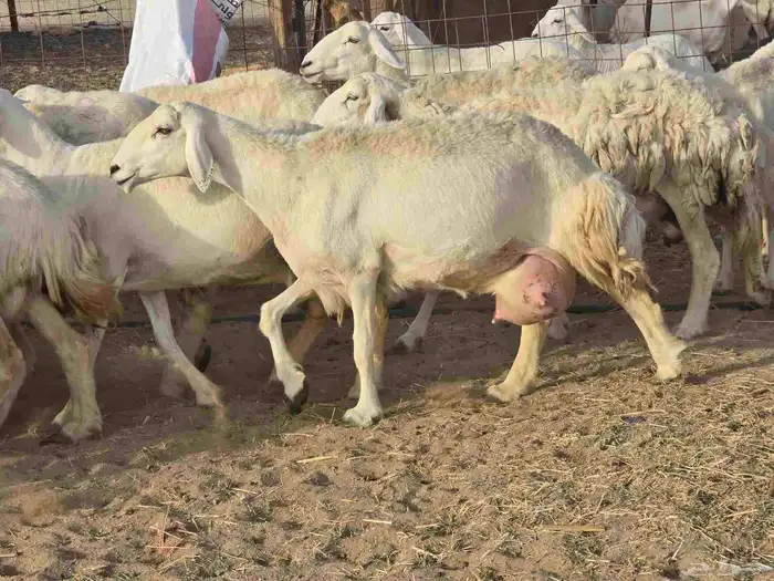 غنم خلفات 0