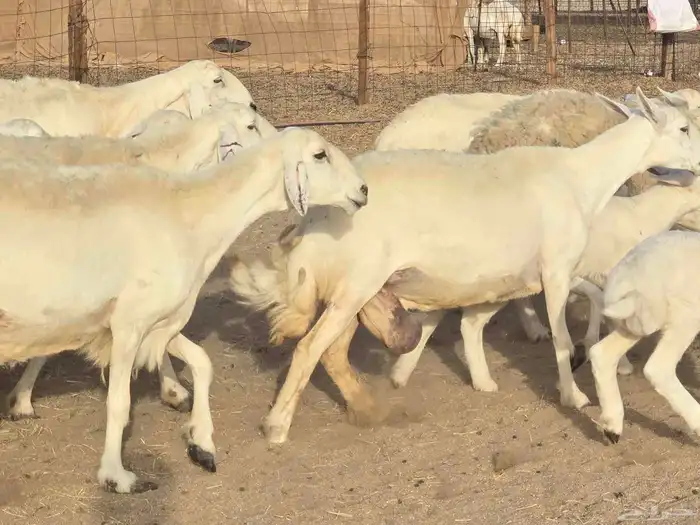 غنم خلفات 7