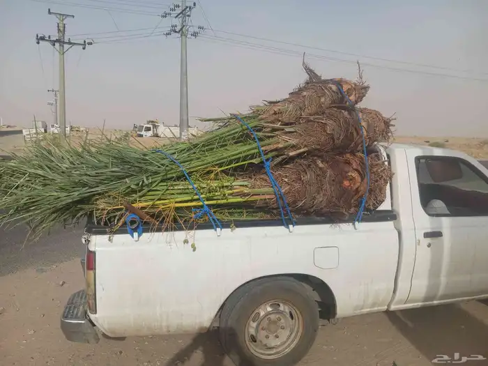 يوجد لدينا جميع انواع النخيل المثمرة وزينه 7