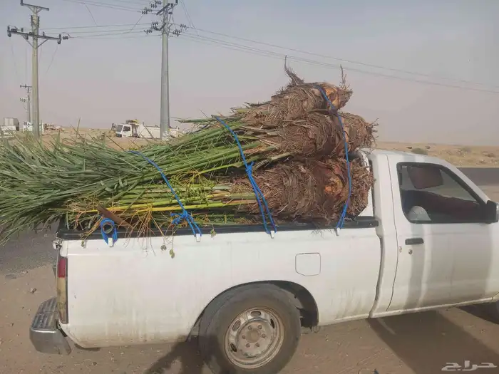 يوجد لدينا جميع انواع النخيل المثمرة وزينه 6