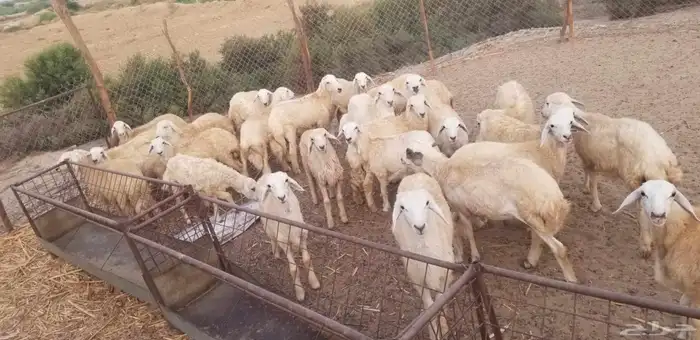 رخلان ورخال العدد 29 0