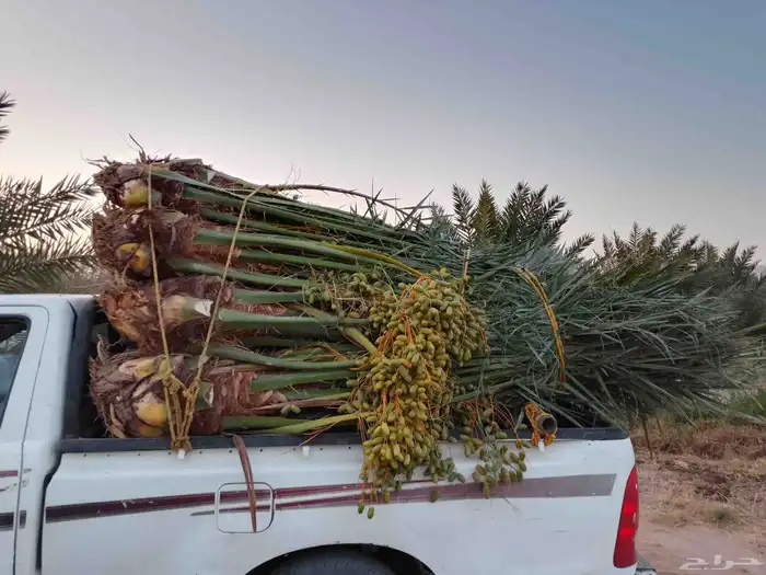 نخل مثمر للبيع متواجد في مكه جده وضواحيها 0