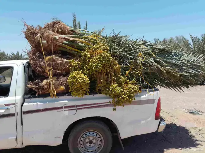 نخل مثمر للبيع متواجد في مكه جده وضواحيها 6