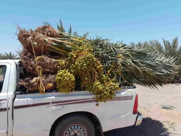 نخل مثمر للبيع متواجد في مكه جده وضواحيها 2