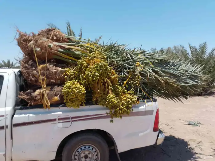 نخل مثمر للبيع متواجد في مكه جده وضواحيها 3