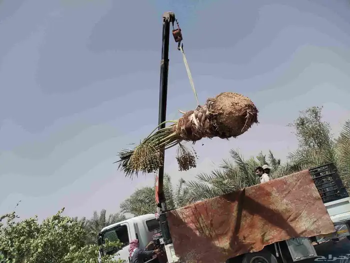 نخل مجدول صقعي سكري عجوه 2