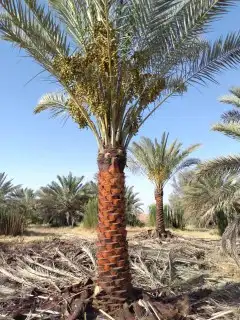 يوجد لدينا جميع أنواع اتخيل وجمع المقست المختلفهه 5