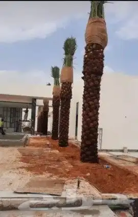 توريد النخل عربي وشنطني 6