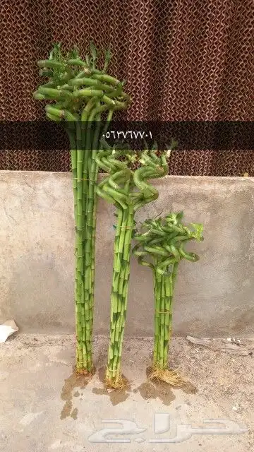 اسألو علي العروض 0