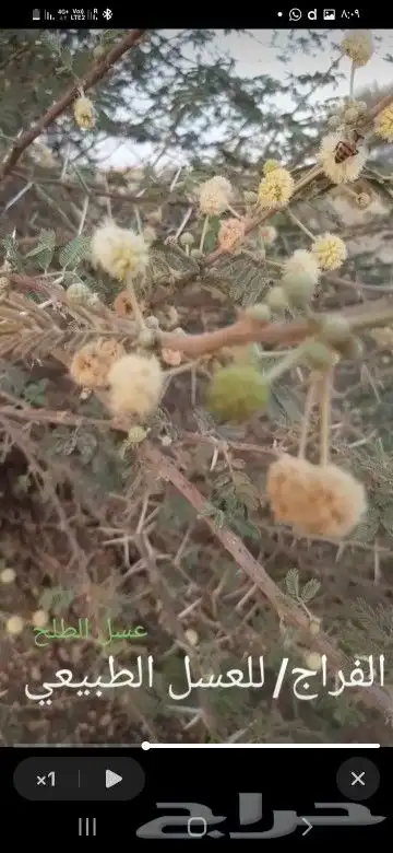 عسل طلح حريملاء 2025 2