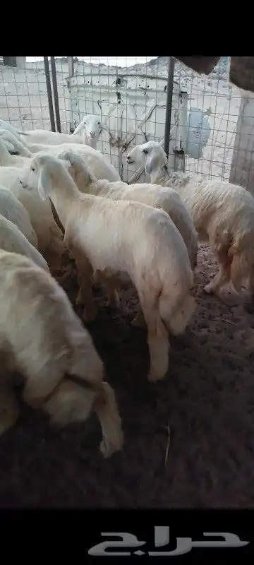 طليان أرباع يصلحن للي عنده عرس 2