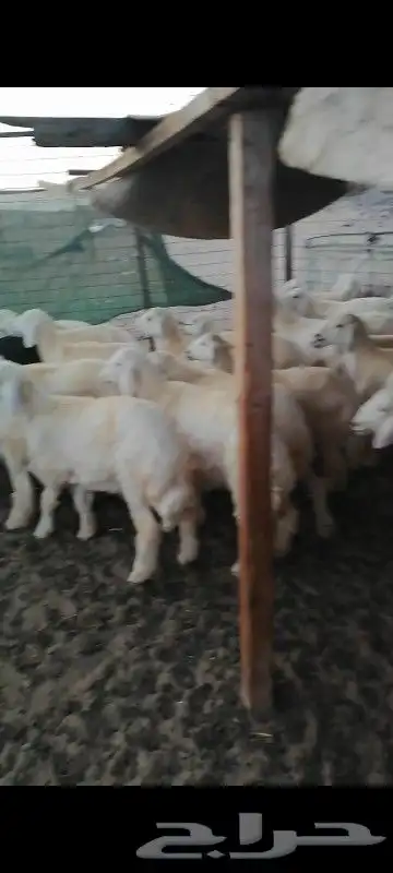 طليان أرباع يصلحن للي عنده عرس 0