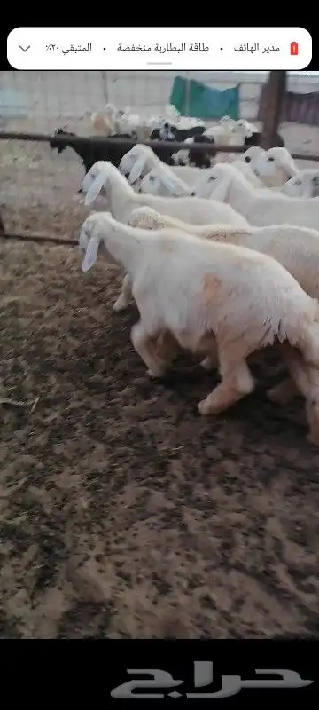 طليان أرباع يصلحن للي عنده عرس 4