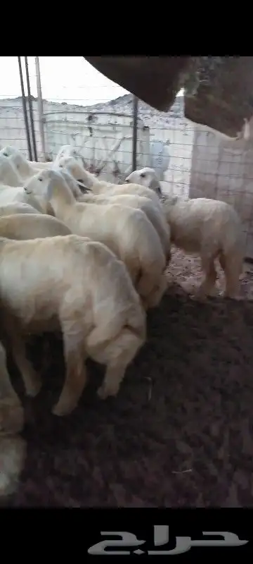 طليان أرباع يصلحن للي عنده عرس 1
